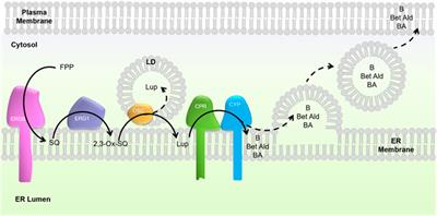 Non-invasive monitoring of microbial triterpenoid production using nonlinear microscopy techniques